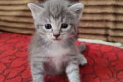 04866e15-4403-4286-8505-3c68dda3b260